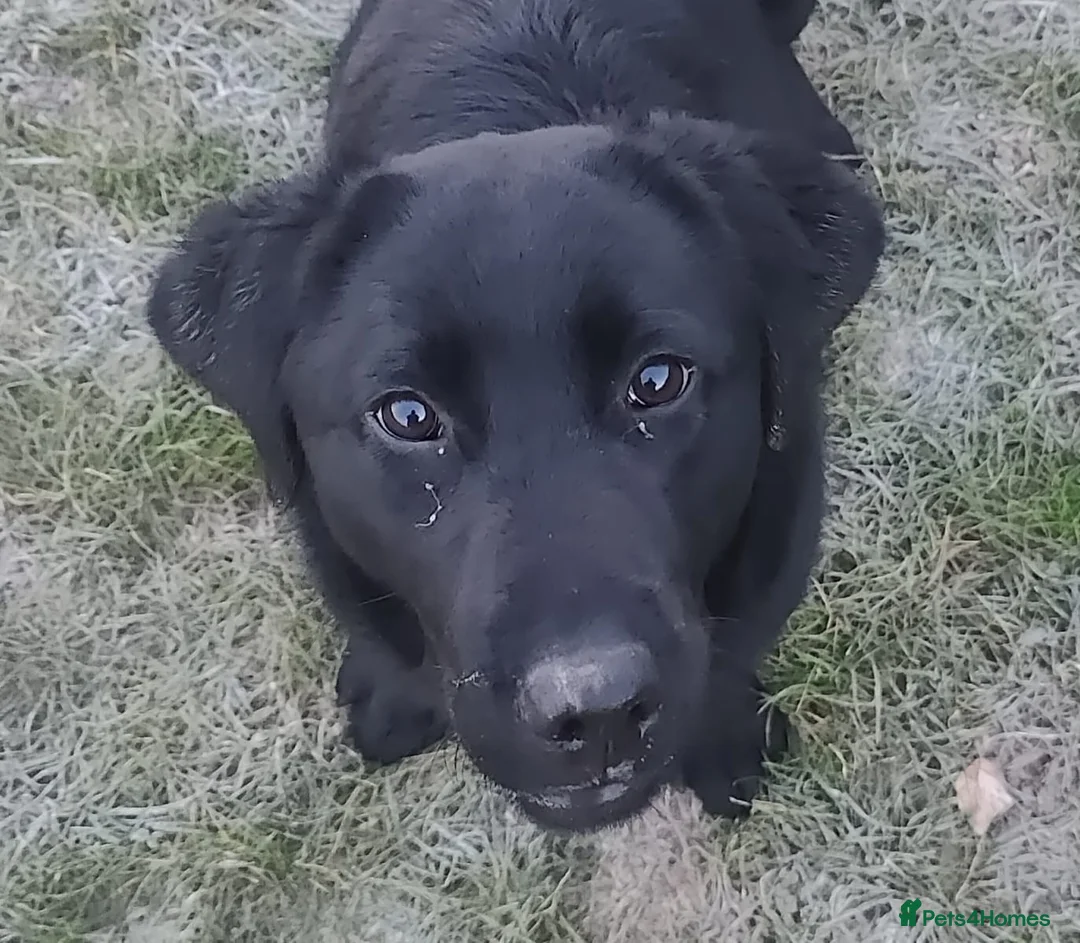 Labrador Retriever dogs for sale:  stunning black male puppy NOW SOLD - Advert 2