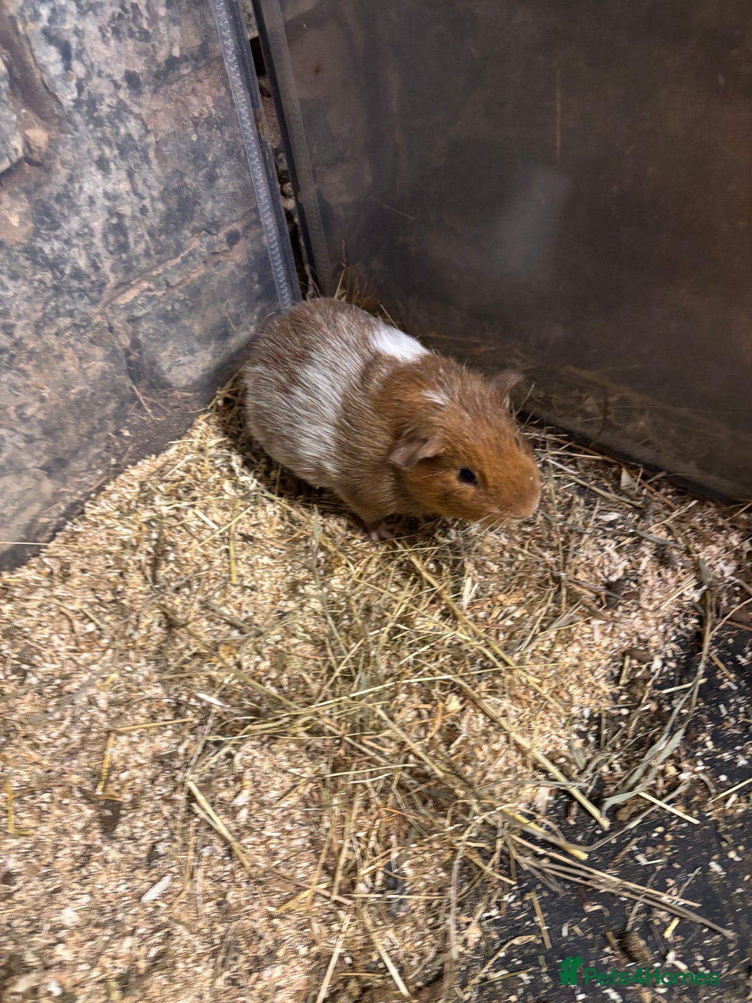 Guinea Pig rodents for sale: Beautiful baby male guinea pigs  - Advert 5