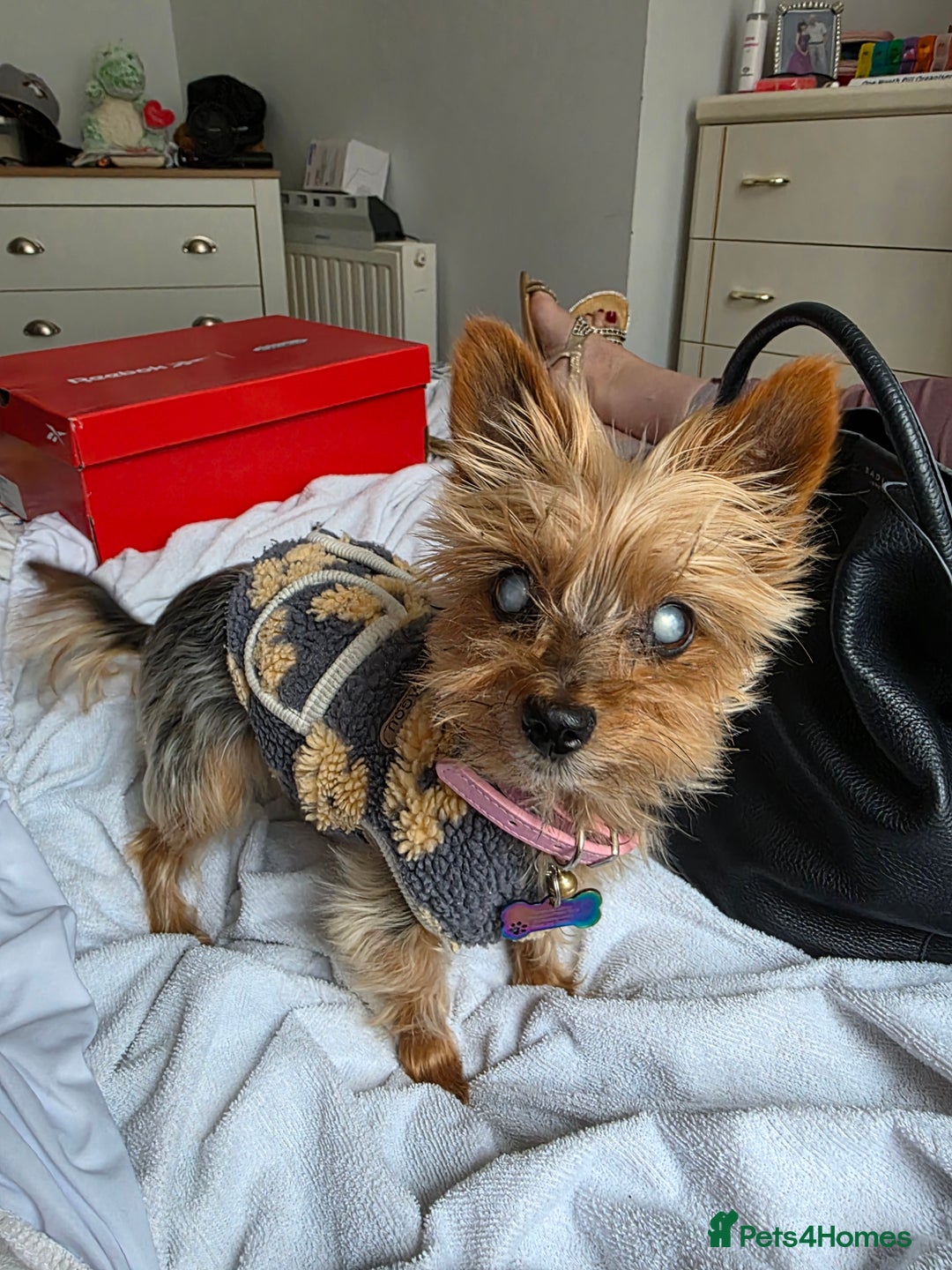Yorkshire Terrier dogs for sale:    yorkie female - Advert 4