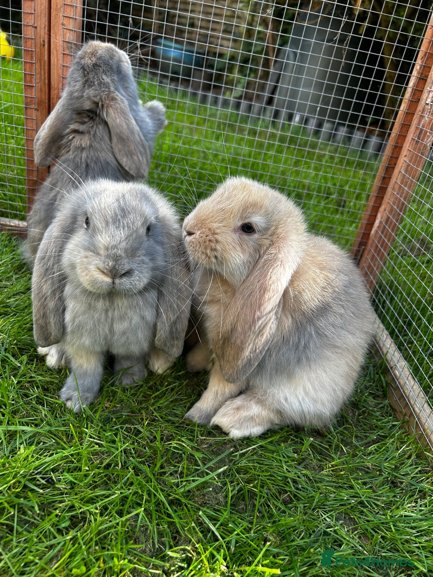 French Lop rabbits Pure Bred French Lop Babies.  - Advert 2