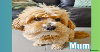 Maltipoo dogs - Advert 12
