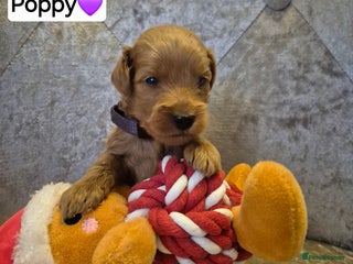 Cavapoo dogs 🧡 HEALTH TESTED F1B CAVAPOO PUPPIES🧡 - Advert 2