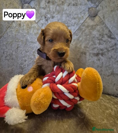 Cavapoo dogs 🧡 HEALTH TESTED F1B CAVAPOO PUPPIES🧡 - Advert 5