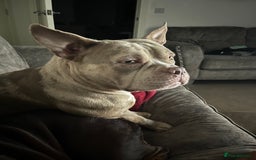 Mixed Breed dogs for sale: Pocket bully coco - Image 3