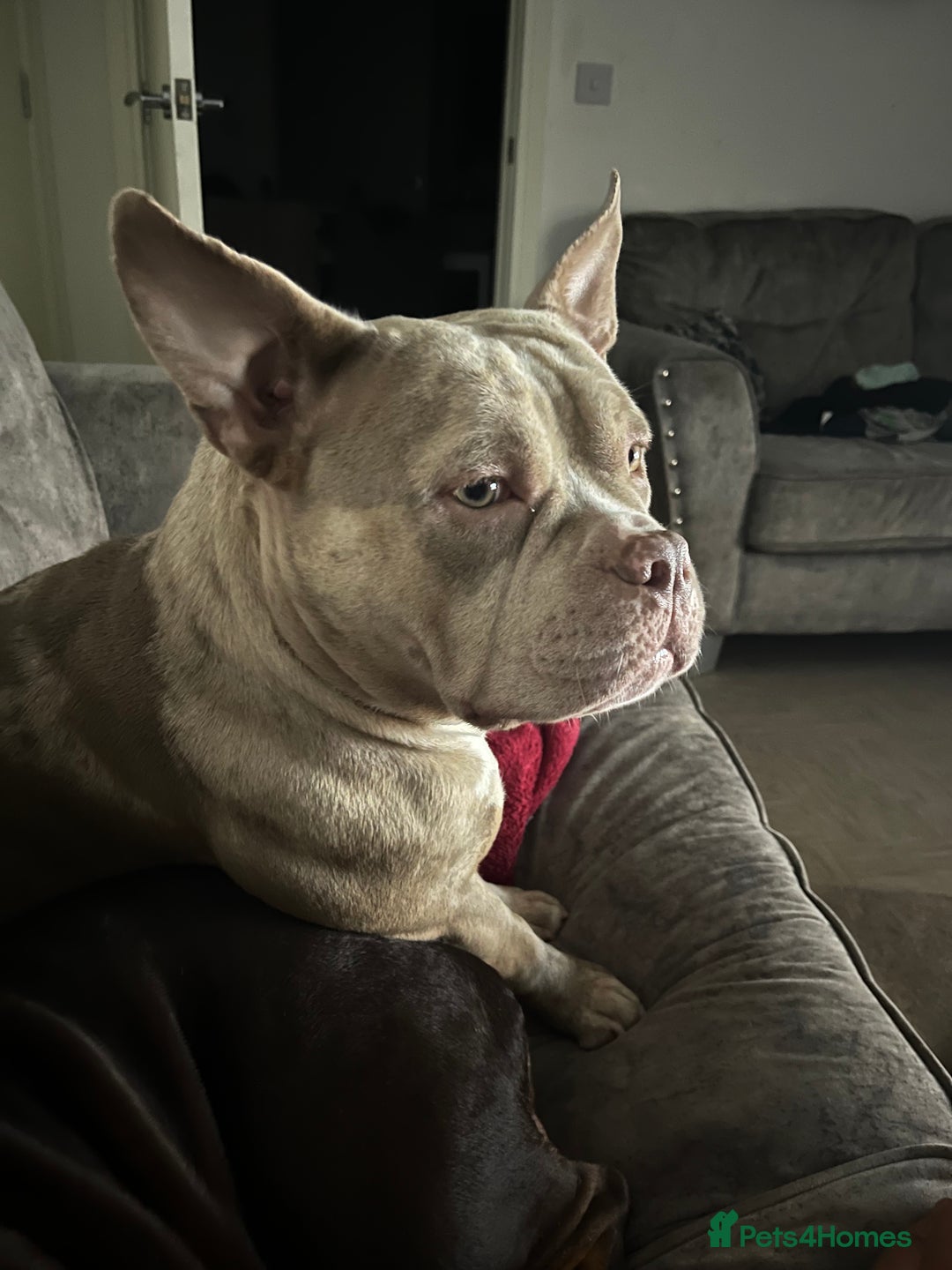 Mixed Breed dogs for sale: Pocket bully coco - Image 3