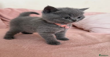 British Shorthair cats - Advert 3