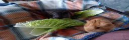 Guinea Pig rodents for sale: Two female guinea pigs  - Advert 6
