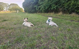 French Bulldog dogs for sale: French bulldog puppies  - Image 18