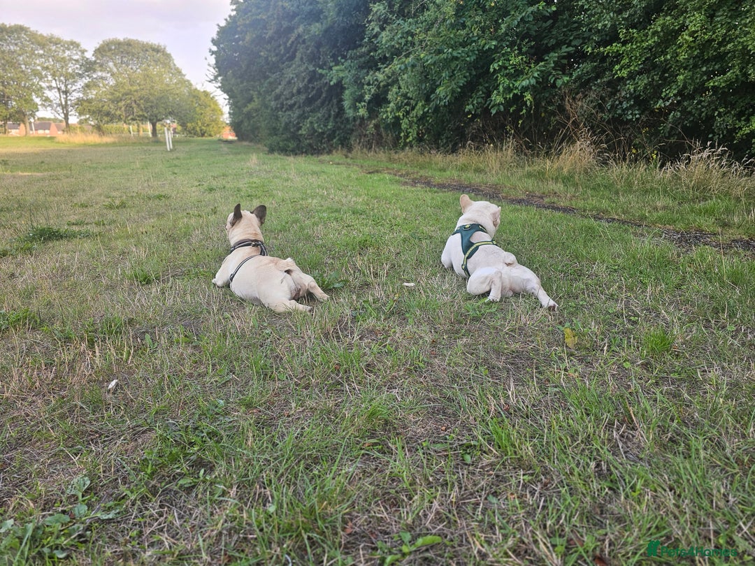 French Bulldog dogs for sale: French bulldog puppies  - Image 18