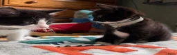 Mixed Breed cats for sale: 2 kittens for sale.  - Advert 6