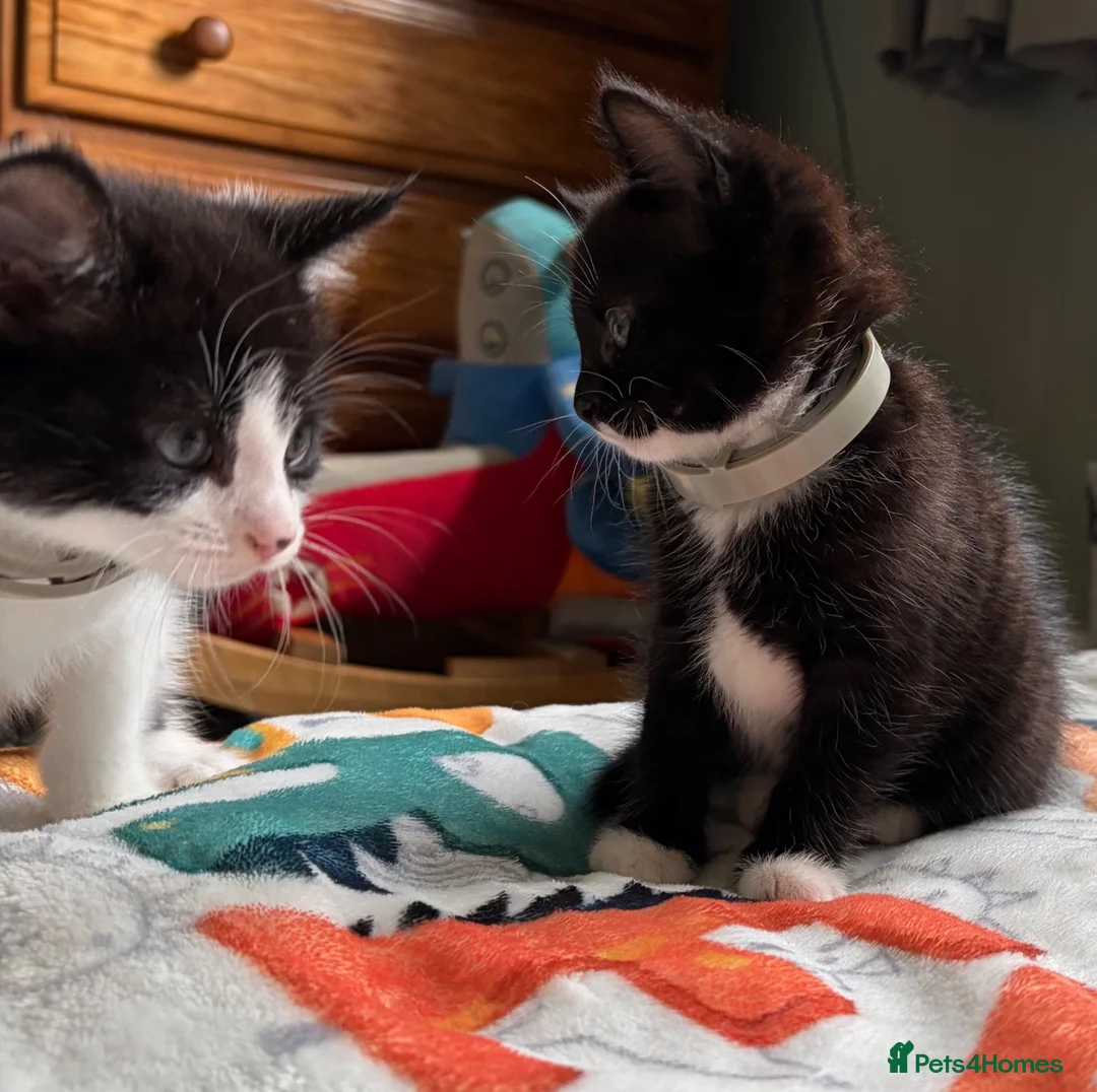 Mixed Breed cats for sale: 2 kittens for sale.  - Advert 6