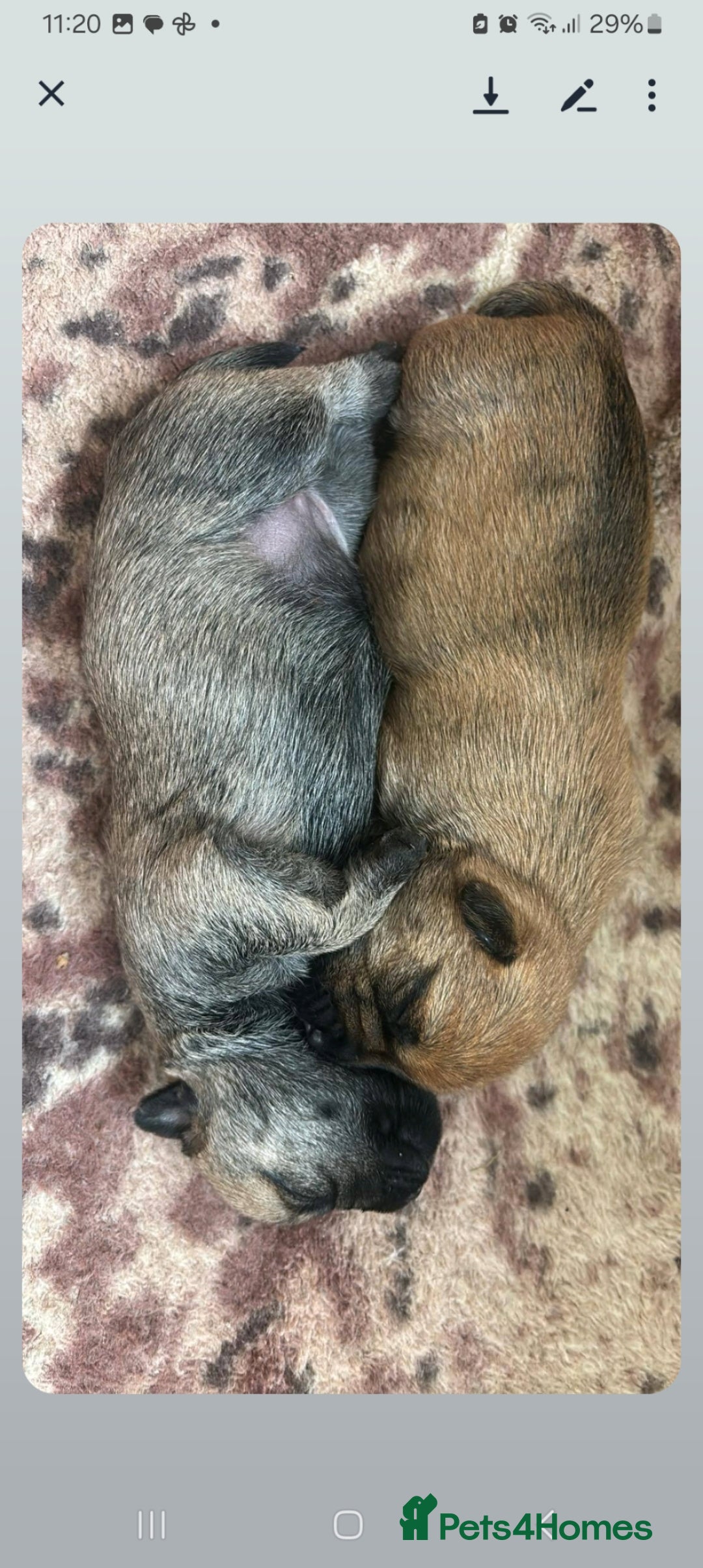 Cairn Terrier dogs for sale: Cairn terrier puppies - Image 3