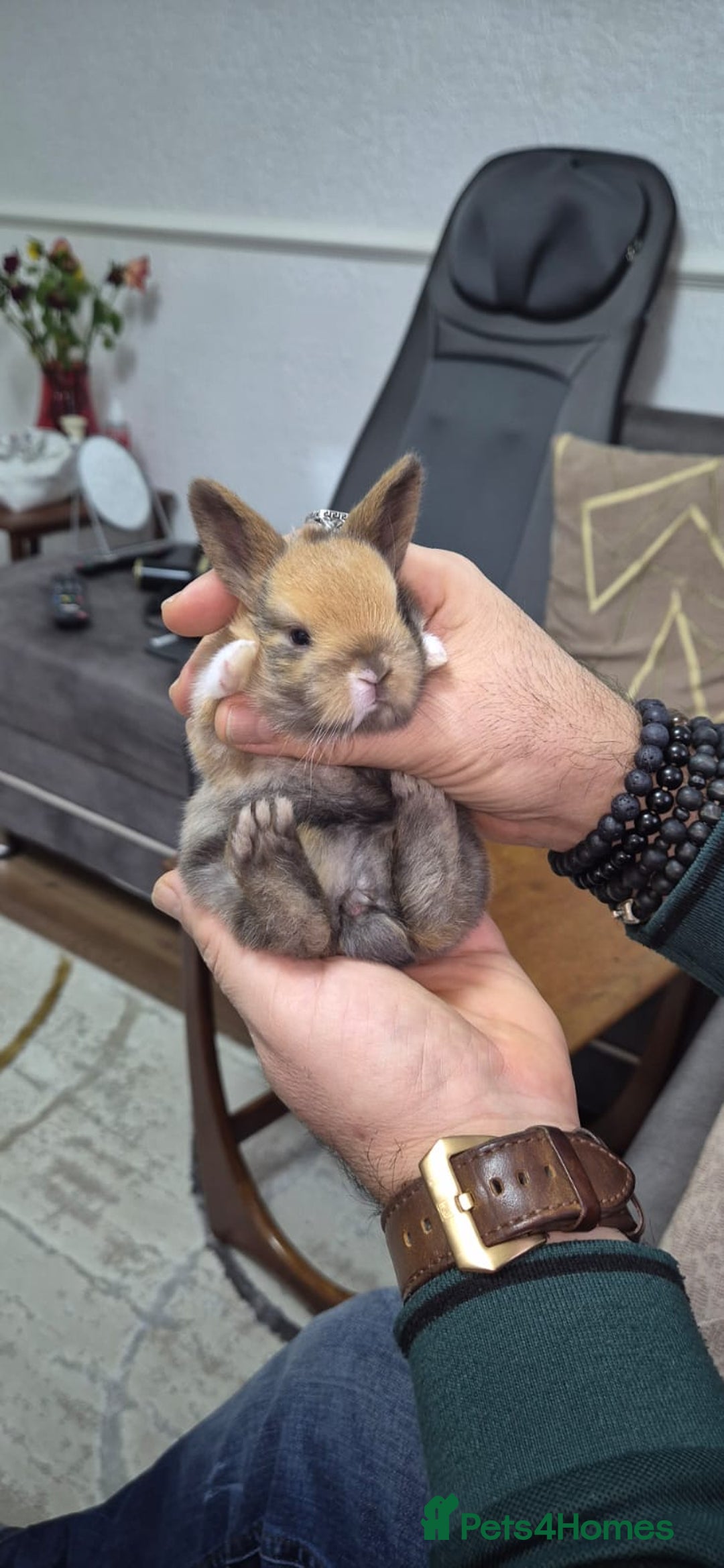 Tri Coloured Dutch rabbits for sale: They are 22 days old and mix Dutch and Rex  - Advert 24