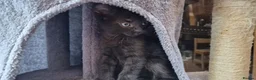 Siamese cats for sale: Beautiful Black Siamese Cross Kittens Ready Now - Advert 13