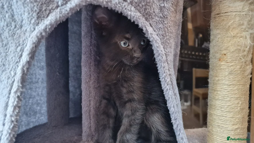 Siamese cats for sale: Beautiful Black Siamese Cross Kittens Ready Now - Advert 13