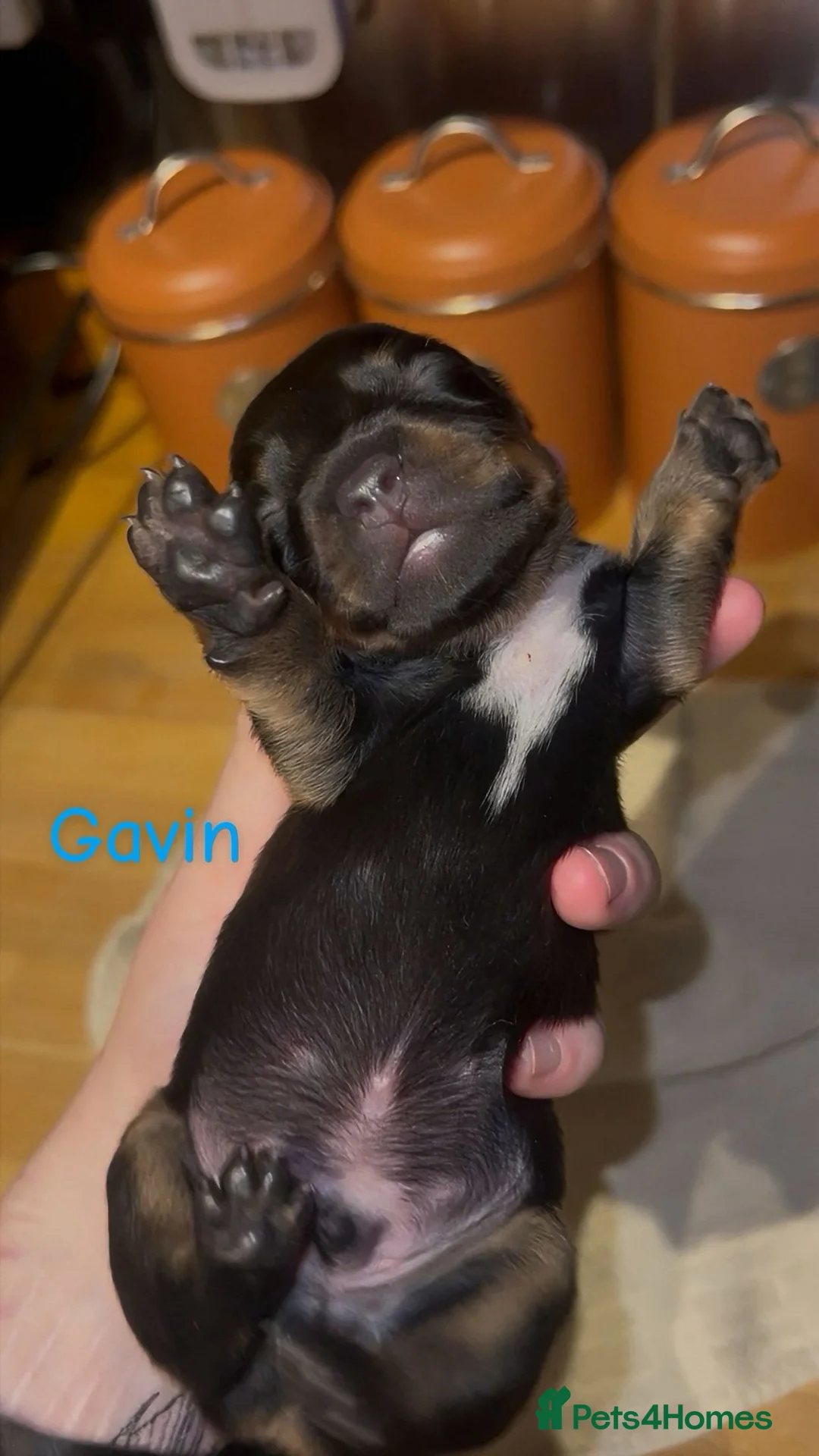 Dachshund dogs for sale: Dacshaunds puppies  - Advert 4