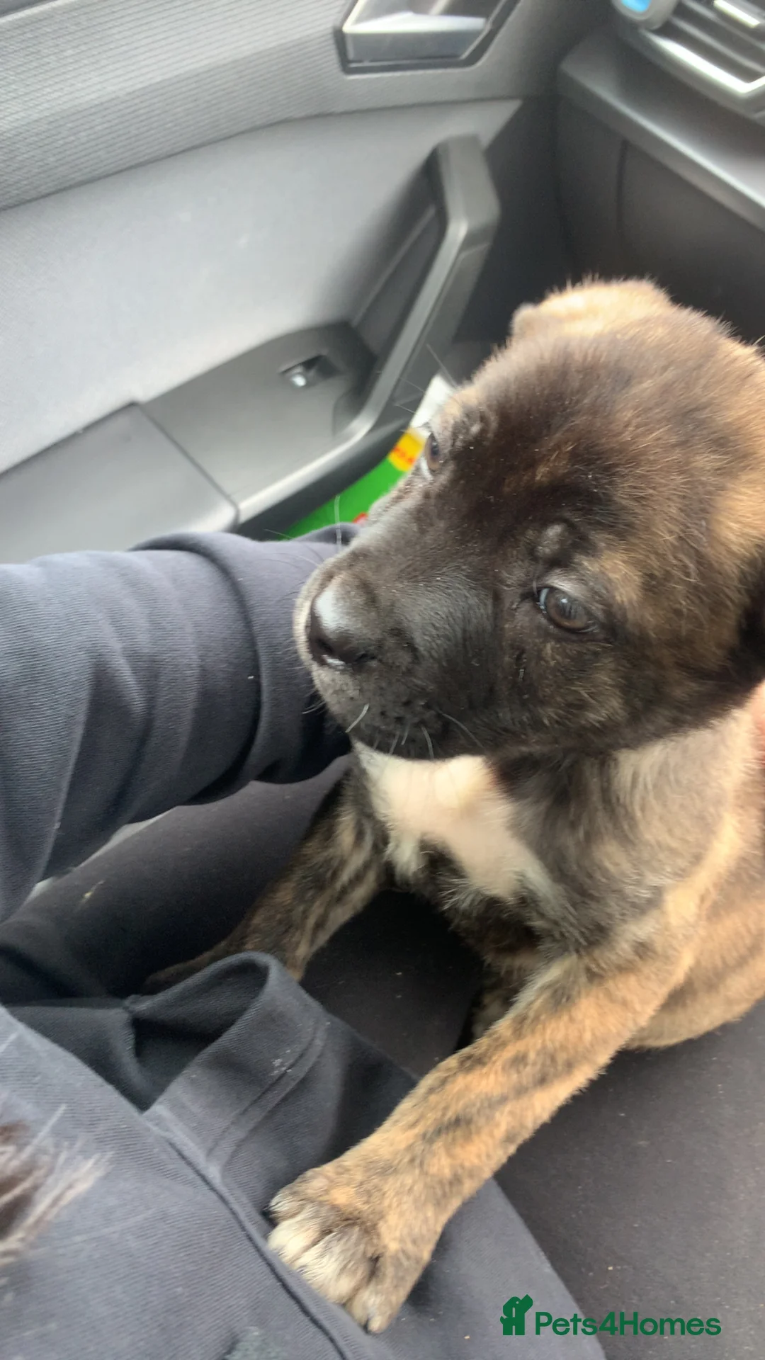 Mixed Breed dogs for sale: Japanese Akita x Cane Corso in Dewsbury - Advert 2