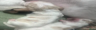 Basset Hound Puppy 7