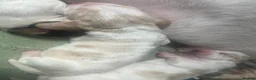 Basset Hound dogs for sale: Stunning basset pup - Advert 4