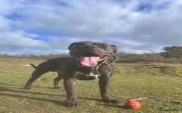 Staffordshire Bull Terrier dogs for stud: Gorgeous Blue Staffordshire Bull Terrier for Stud - Image 3