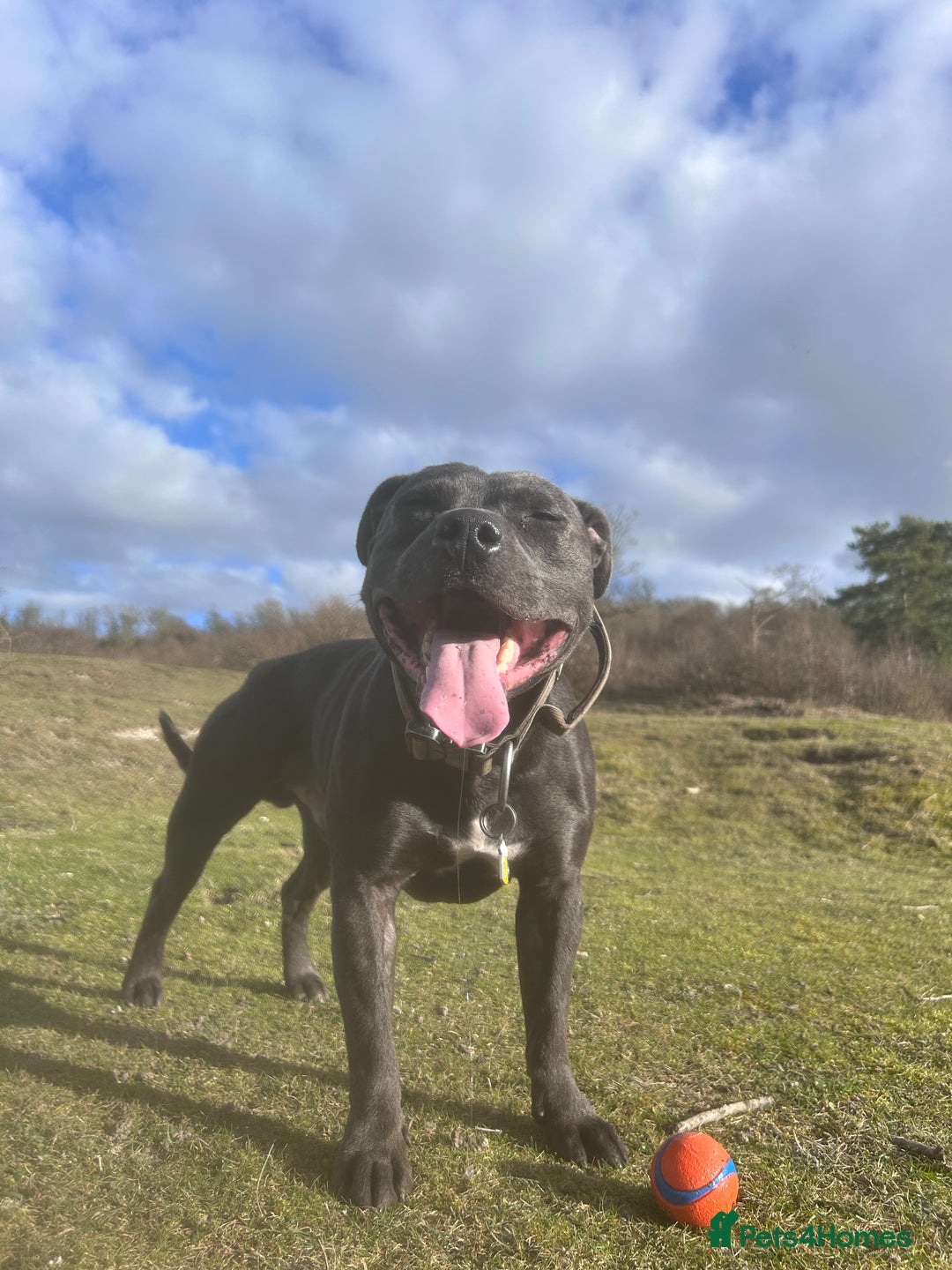Staffordshire Bull Terrier dogs for stud: Gorgeous Blue Staffordshire Bull Terrier for Stud - Image 3