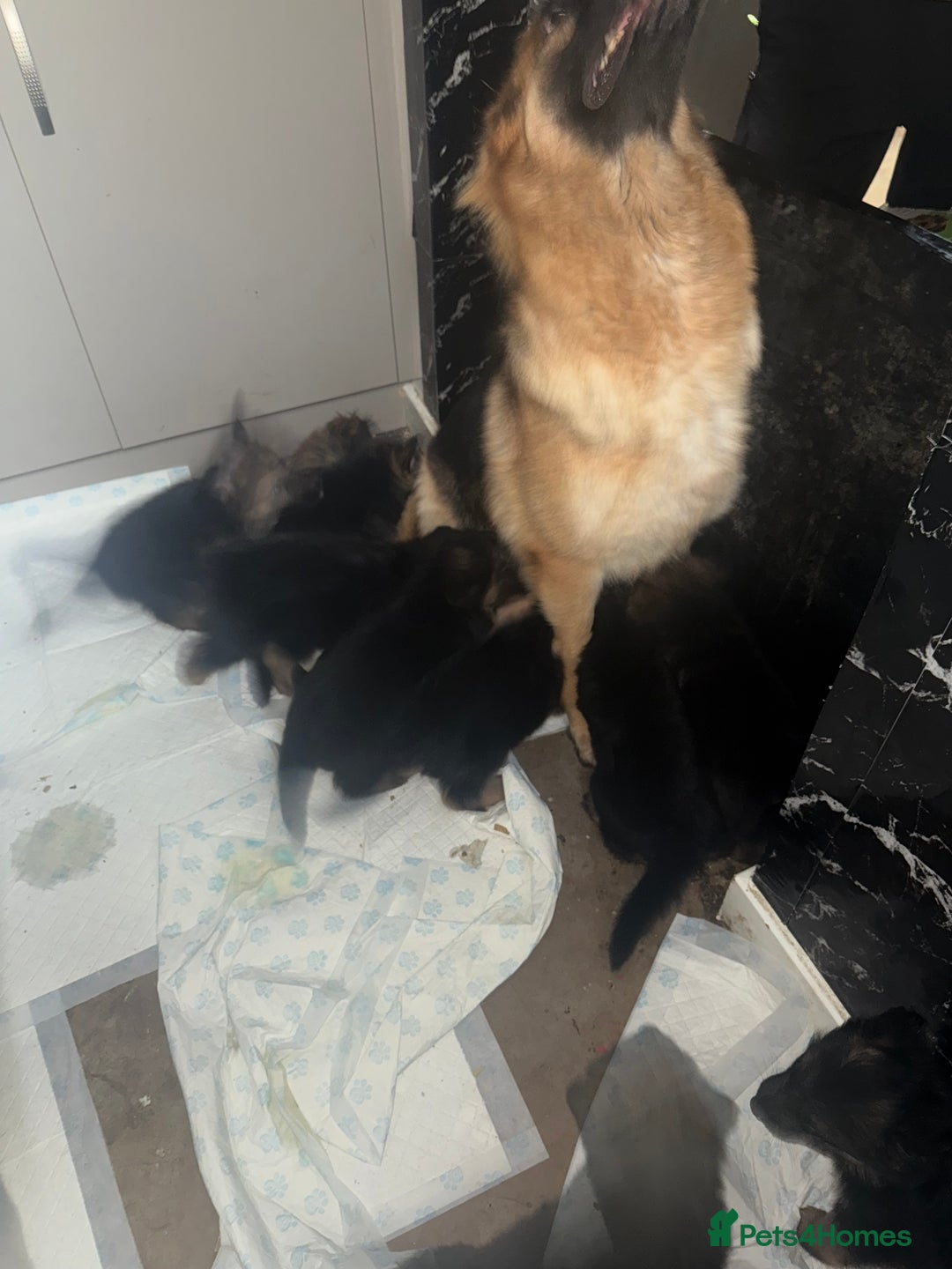 German Shepherd dogs for sale: German shepherd  - Image 12
