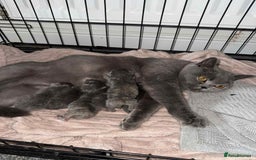 British Shorthair cats for sale: 6 beautiful kittens  - Image 7