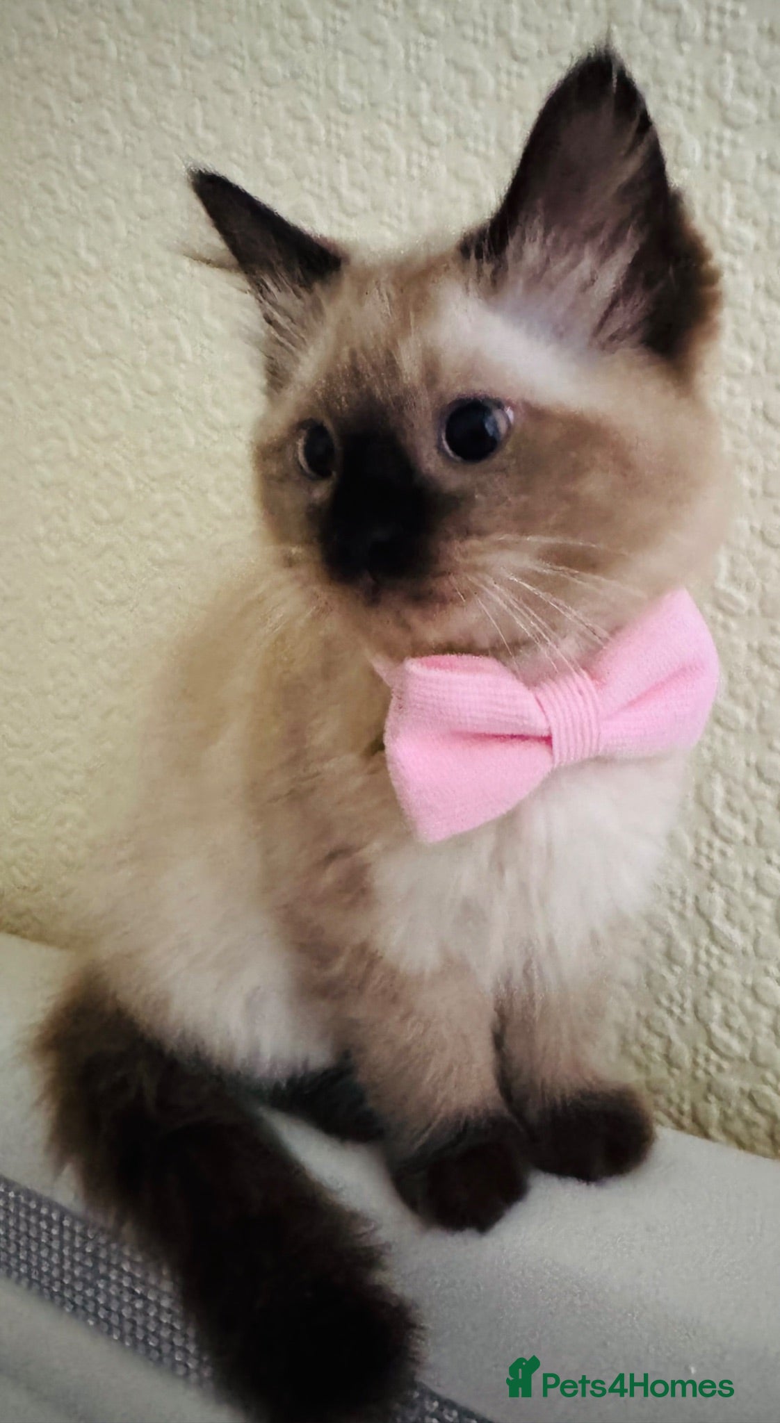 Ragdoll cats Ragdoll kitten  - Advert 4