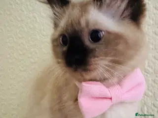 Ragdoll cats Ragdoll kitten - Advert 6