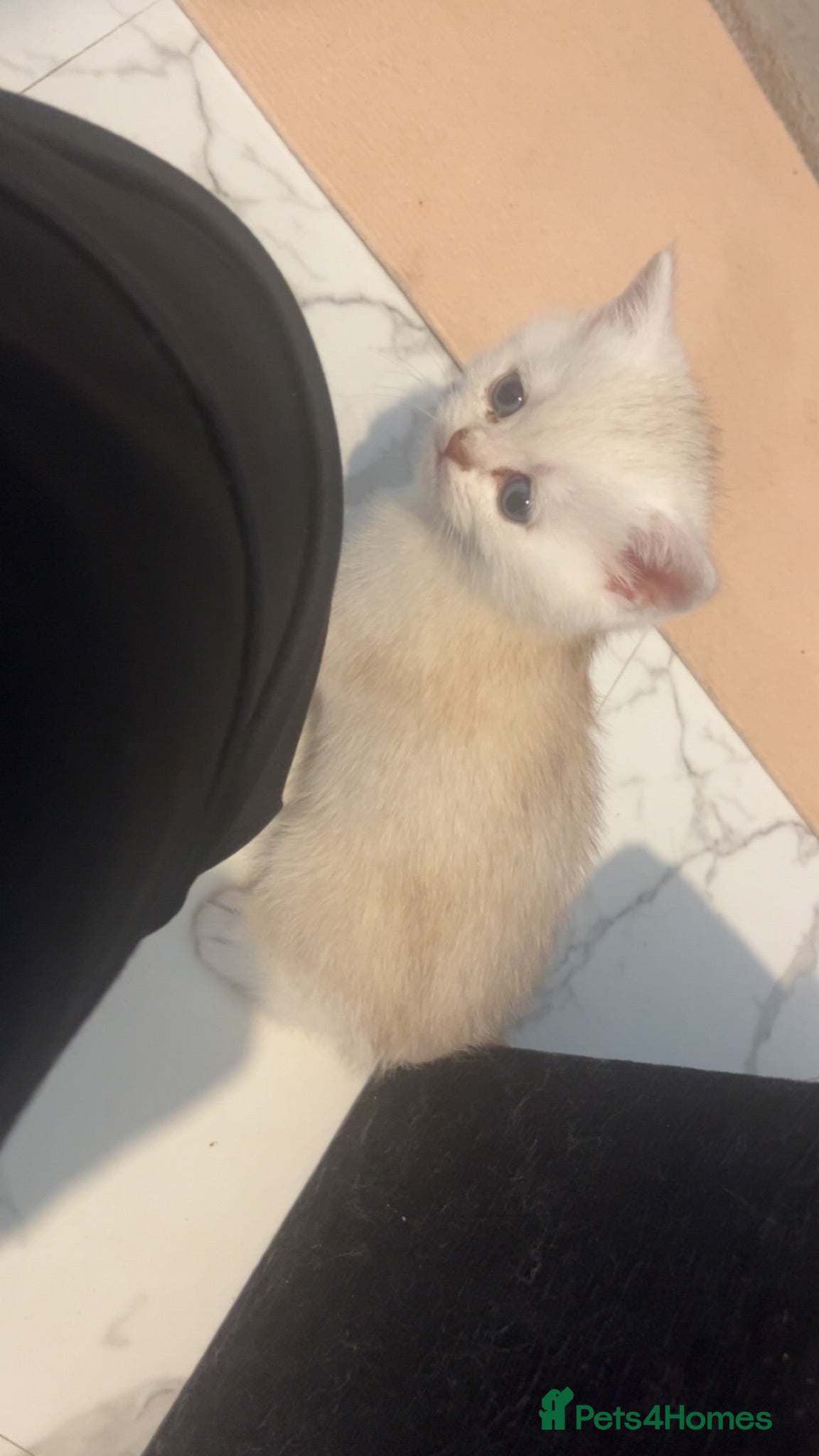 British Shorthair cats 😻 6 chunky fluffy Kittens available 😻 - Advert 1