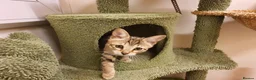 Savannah cats for sale: F3 Svannahs Girl Pedigree - Advert 14