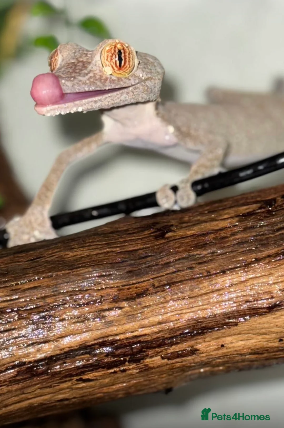 Gecko reptiles for sale: Uroplatus Fimbriatus - Advert 2