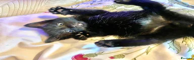 Mixed Breed Kitten 4