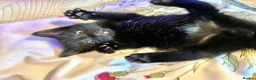 Mixed Breed cats for sale: 7 lovely kittens 4 chaps and 3 ladies - Advert 13