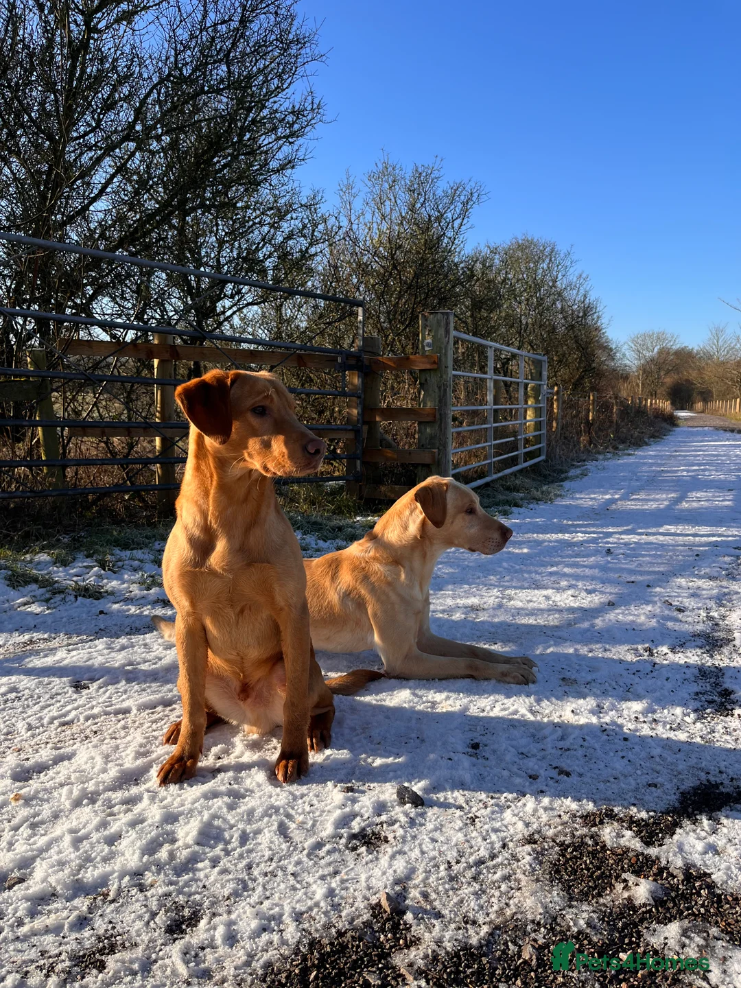 Labrador Retriever dogs for stud: PROVEN WORKING LAB STUD in Yeovil - Advert 13
