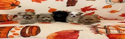 Pomeranian dogs for sale: Pomeranian puppies  in Glasgow - Advert 7