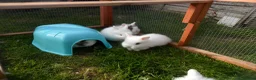 Lionhead rabbits for sale: BEAUTIFUL BABY LIONHEAD RABBITS WITH BLUE EYES in Southampton - Advert 14