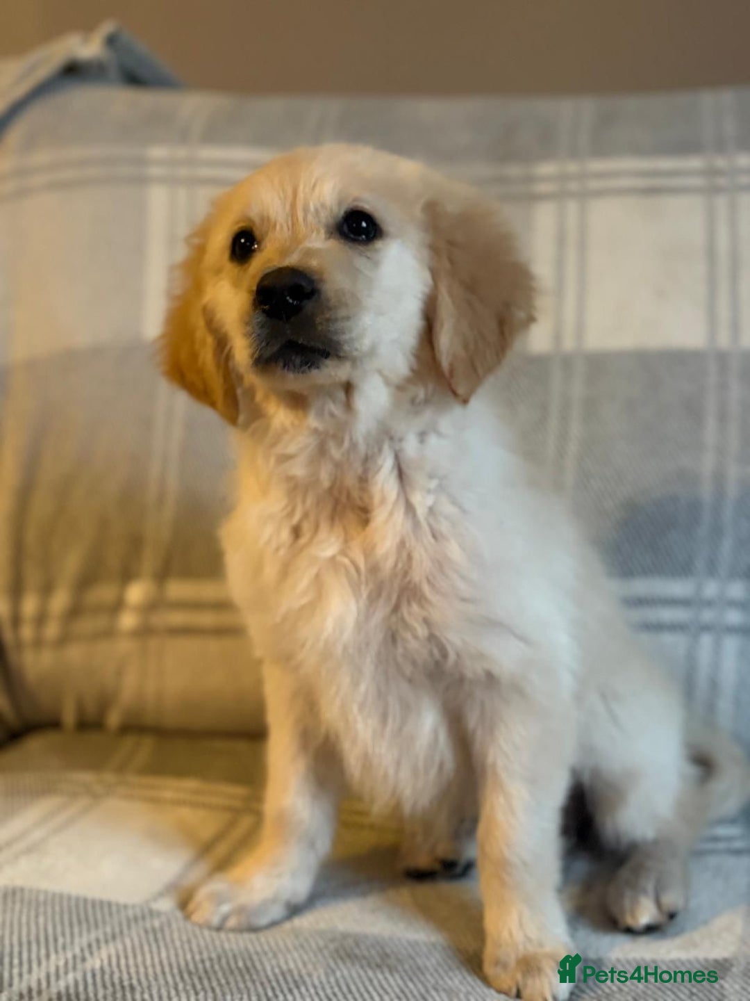 Labrador Retriever dogs for sale: Adorable 8-week-old Golden Retriever puppies  - Image 6