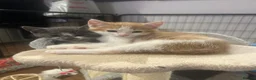 Mixed Breed cats for sale: Playful kittens for sale - Advert 1