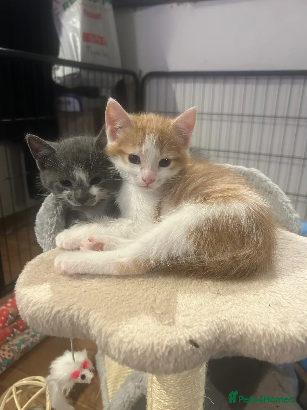 Mixed Breed cats for sale: Playful kittens for sale - Advert 1