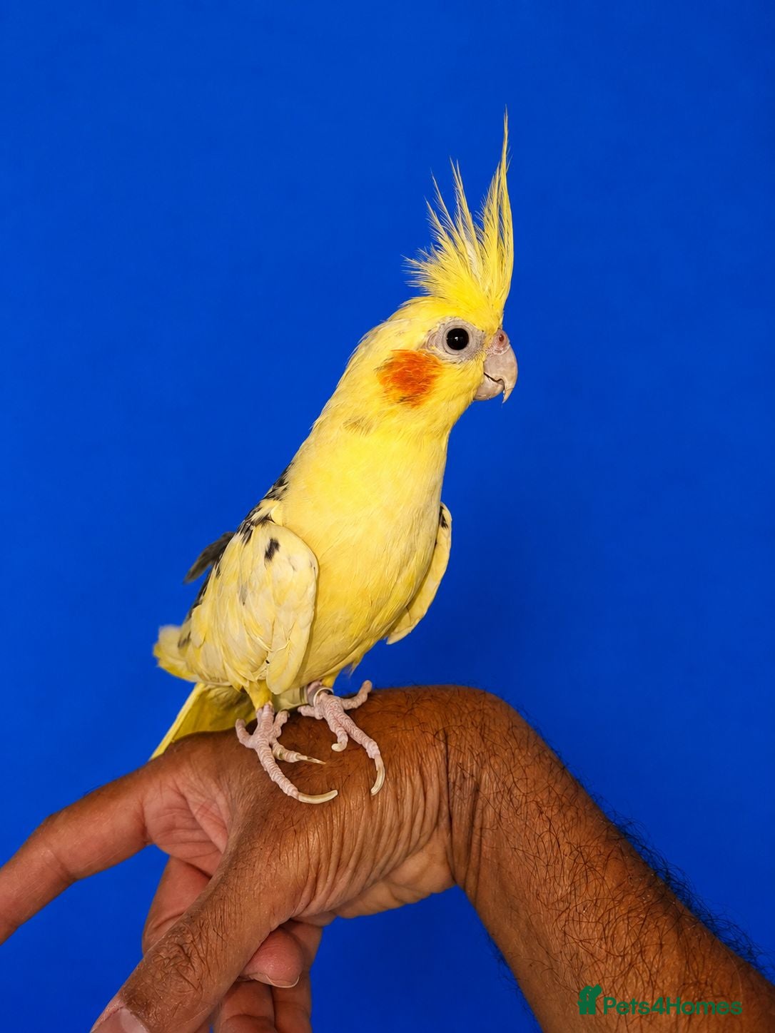 Cockatiels birds Super silly tamed baby cockatiels  - Advert 11