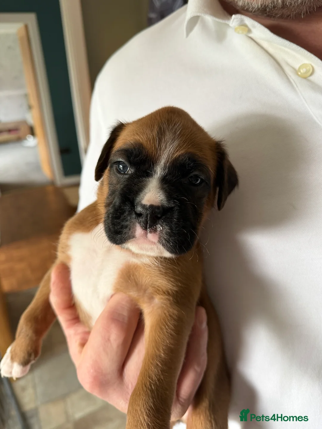 Boxer dogs for sale: Outstanding Boxer Litter. - Advert 1