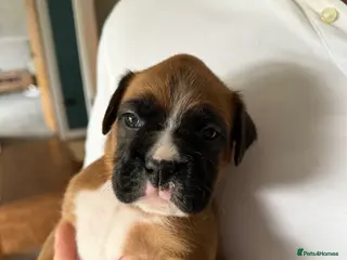 Boxer dogs Outstanding Boxer Litter. - Advert 1