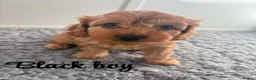 Mixed Breed dogs for sale: Adorable Cavapoo Puppies - One boy left! - Advert 2