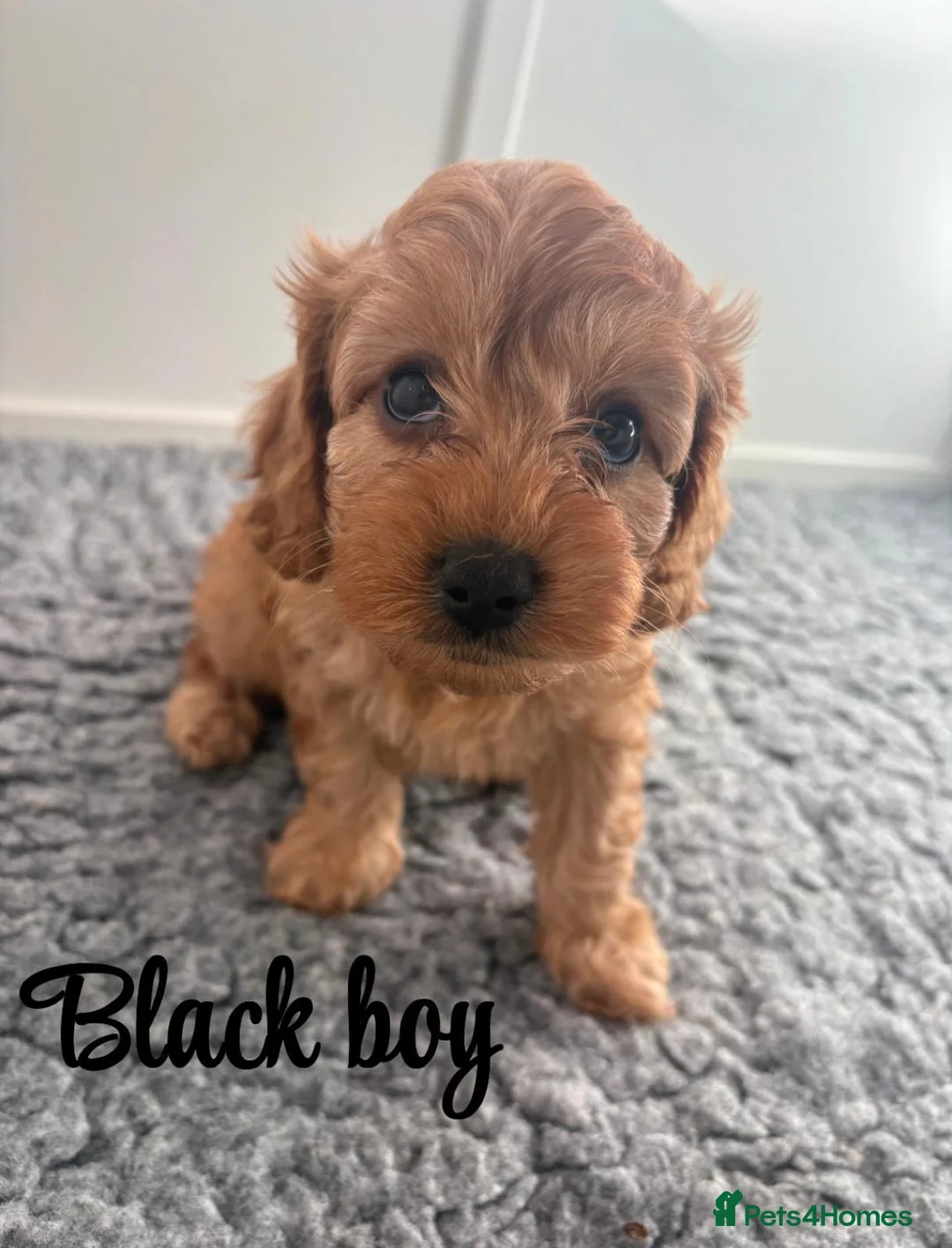 Mixed Breed dogs for sale: Adorable Cavapoo Puppies - One boy left! - Advert 2