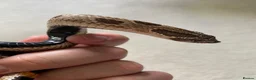 Mixed Breed reptiles for sale: Male Conda hognose - Advert 2