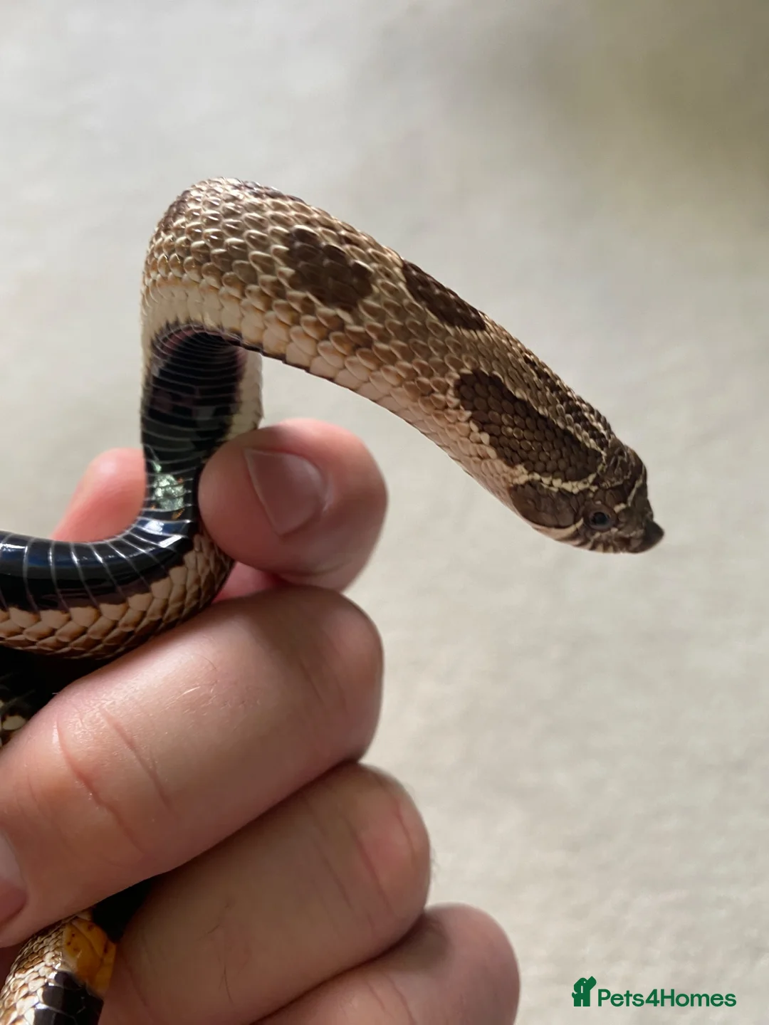 Mixed Breed reptiles for sale: Male Conda hognose - Advert 2