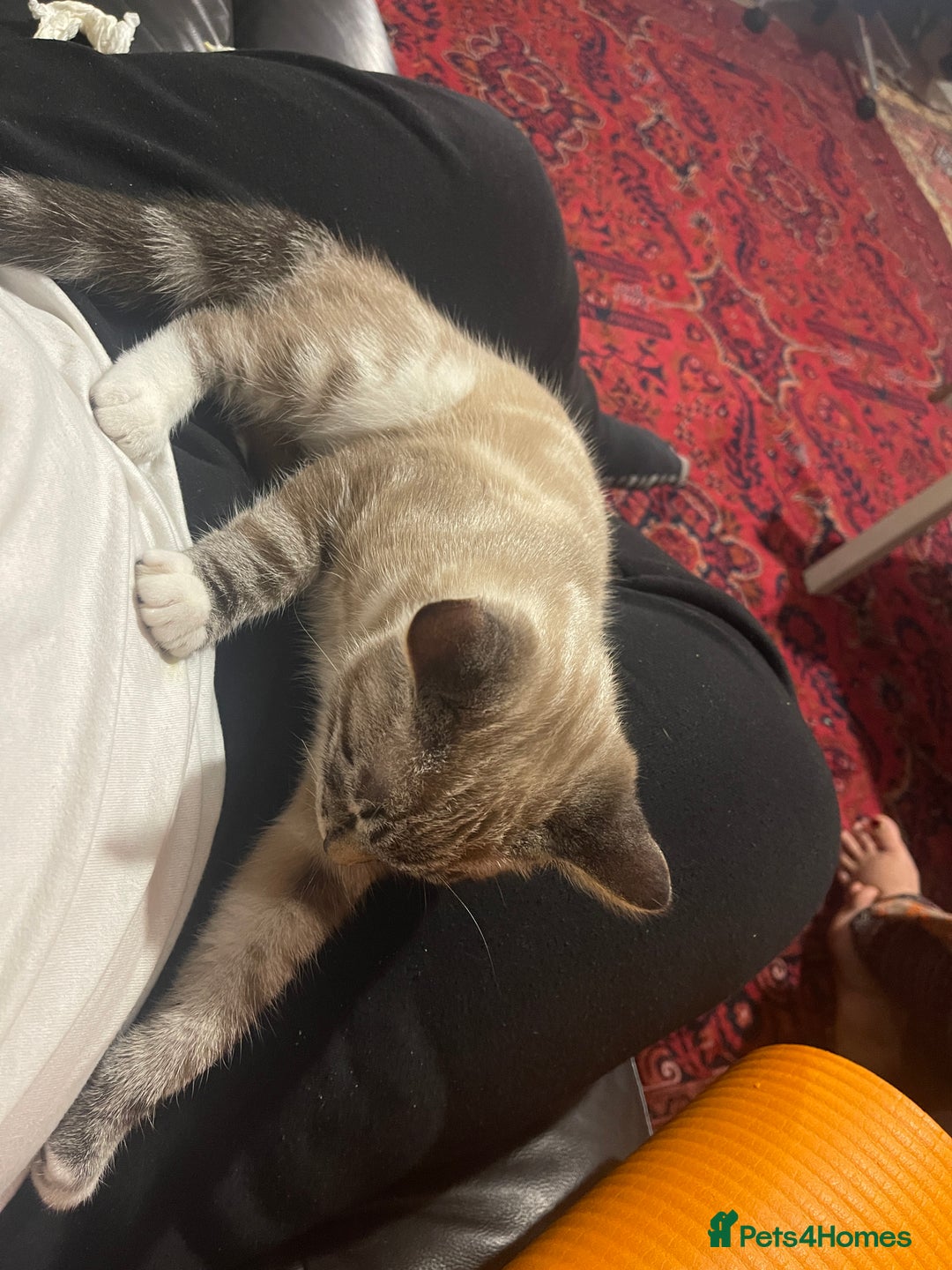 British Shorthair cats for sale: Beautiful british short hair mix kitten - Advert 15