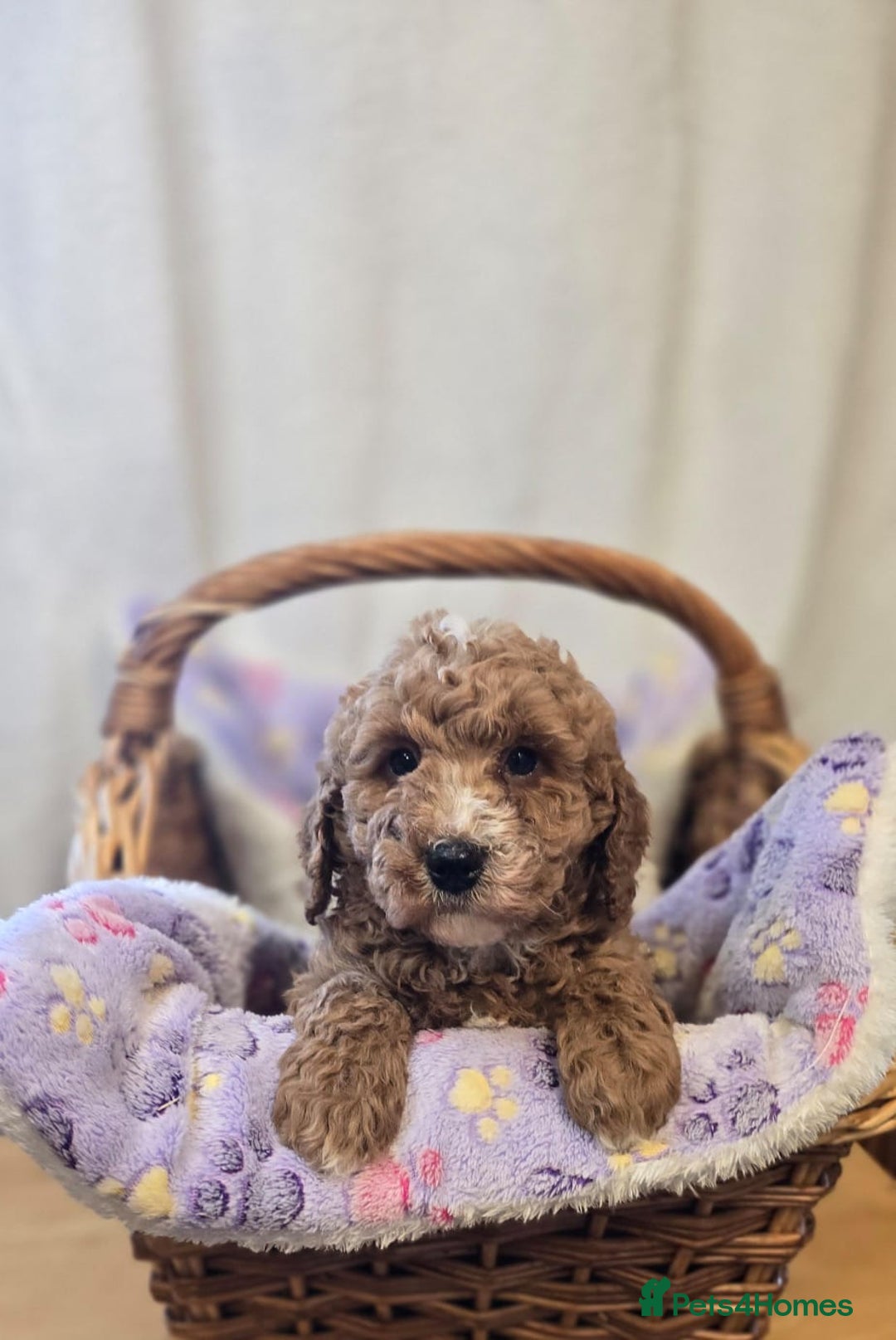 Cockapoo dogs for sale: Cockapoo puppies  - Advert 2