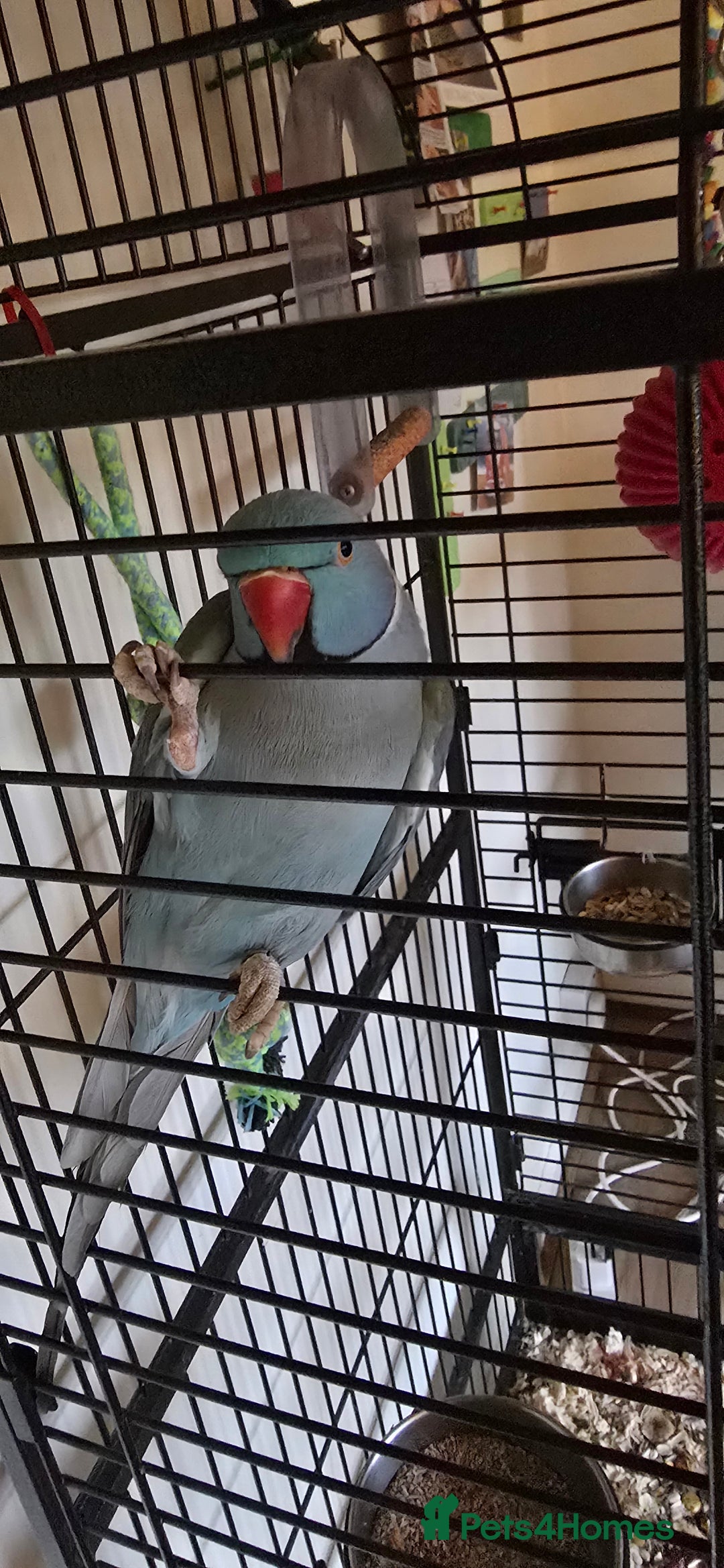 Ringnecks birds for sale: Ringneck Parrot. Rare Blue Colour & Cage - Advert 9